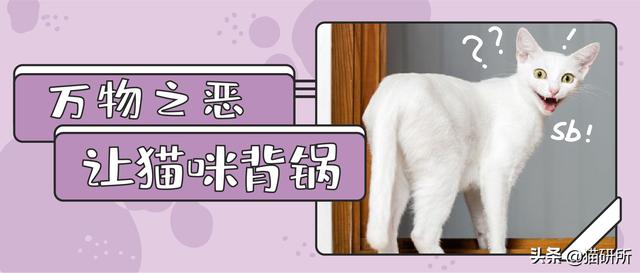 怀孕就不能养猫？从备孕开始的10大隐患疑惑解答