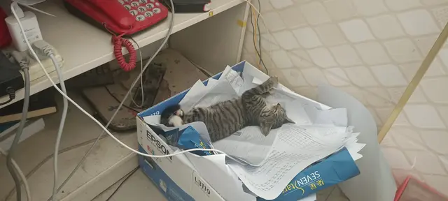 新手养猫需不需要猫窝？铲屎官：我家猫一次都没睡过