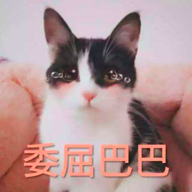 深扒养猫对孕妈的影响，猫说：这个锅我们不背