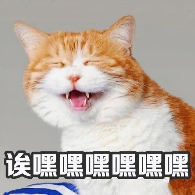 放假前必看系列！关于猫咪寄养的那些事儿