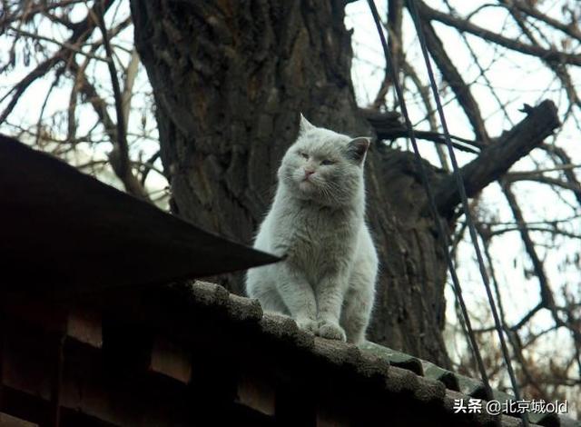 胡同里的喵星人，老北京人养猫，规矩多，这是一种难以割舍的情结