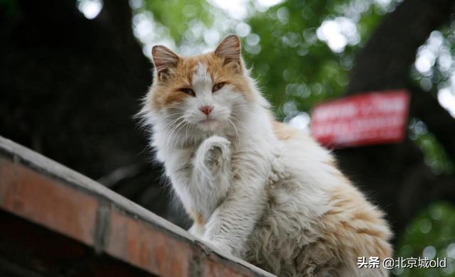 胡同里的喵星人，老北京人养猫，规矩多，这是一种难以割舍的情结