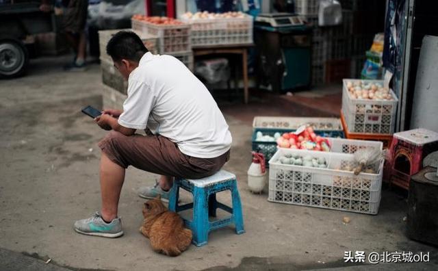 胡同里的喵星人，老北京人养猫，规矩多，这是一种难以割舍的情结