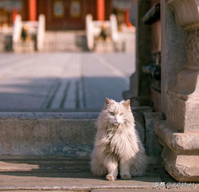 胡同里的喵星人，老北京人养猫，规矩多，这是一种难以割舍的情结