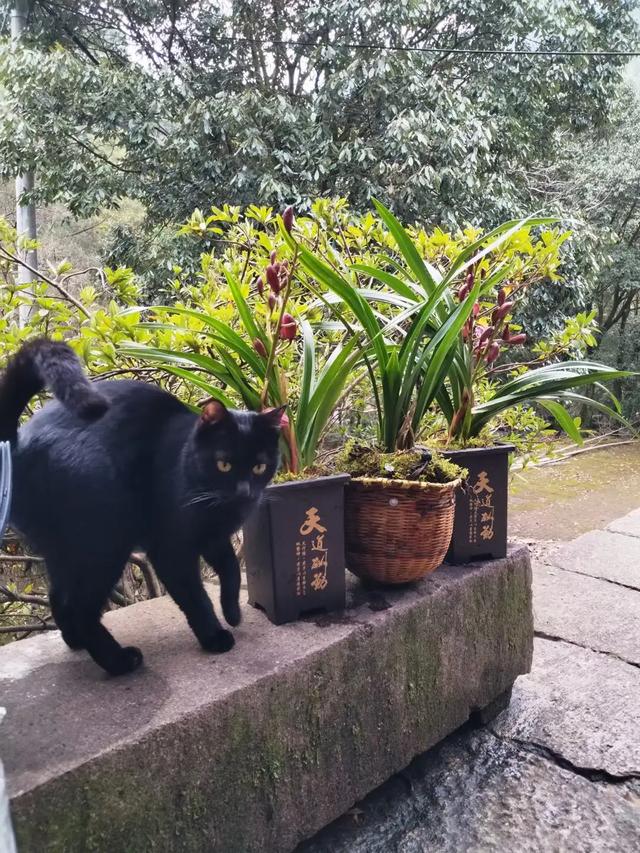 猫在居家风水中起到的作用