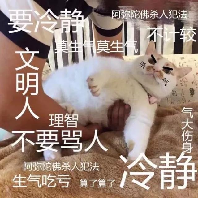 我不配养猫