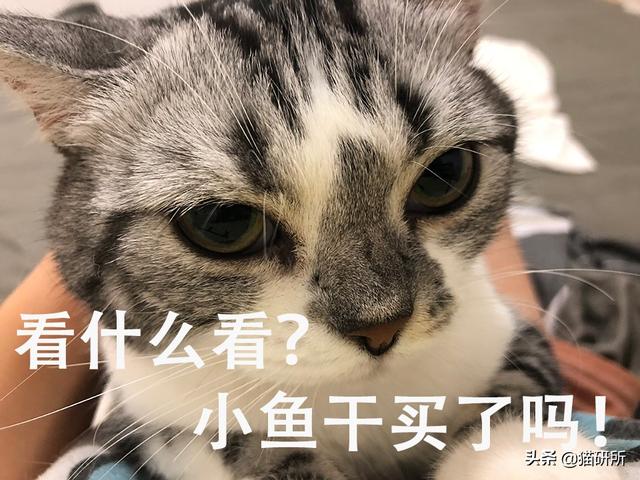 实拍喂药宝典：如何让猫咪乖乖吃药？你只需要这两步！