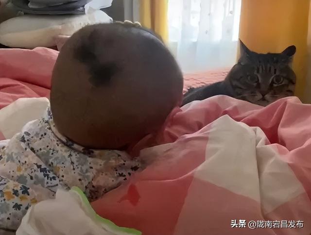 网友说养猫之后养娃会被笑死，我不信，点开一看，猫猫委屈，但猫猫不说