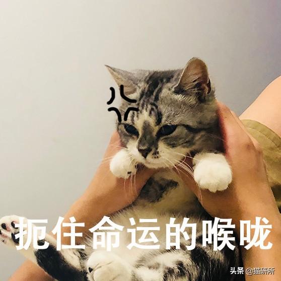 实拍喂药宝典：如何让猫咪乖乖吃药？你只需要这两步！