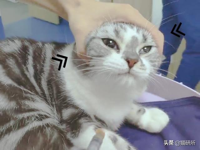 实拍喂药宝典：如何让猫咪乖乖吃药？你只需要这两步！