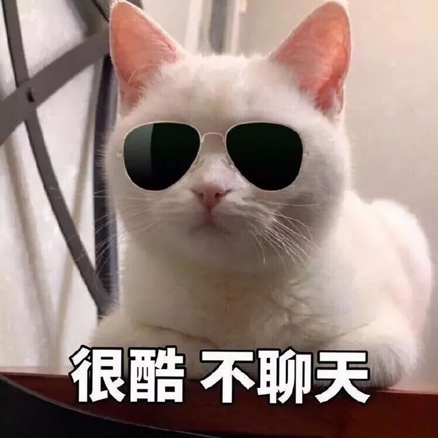 我不配养猫