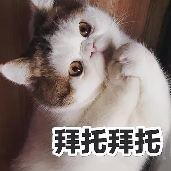 我不配养猫