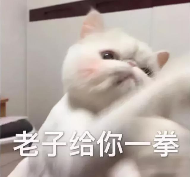 我不配养猫