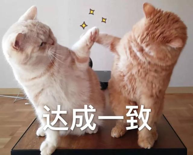 我不配养猫