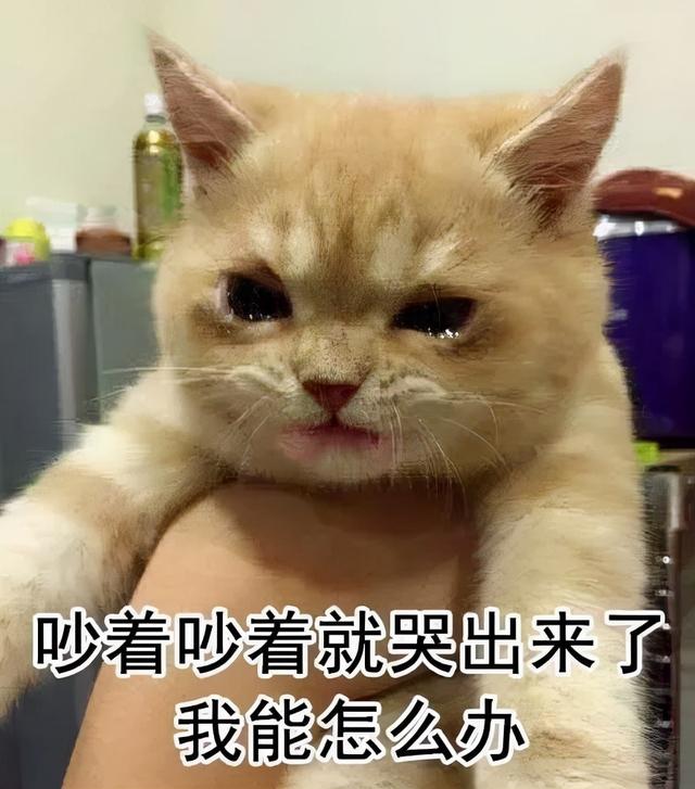 我不配养猫