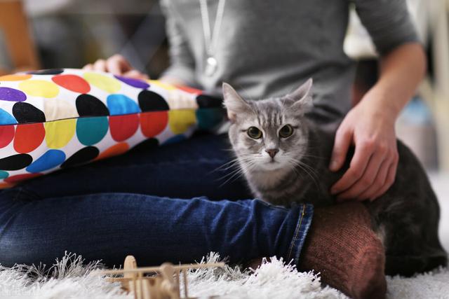 喜欢养猫的人是受虐狂？你了解养猫咪做宠物的人，有哪些性格