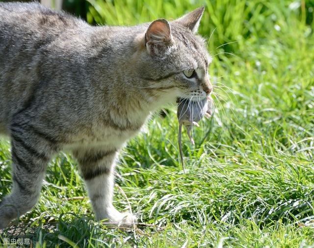 中国到底啥时候开始养猫的？我们国家狸花猫的起源在哪里？