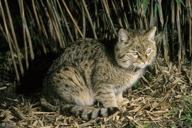 中国到底啥时候开始养猫的？我们国家狸花猫的起源在哪里？