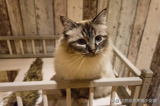 新手养猫不迷路，给铲屎官的5条养猫纯干货，收藏备查