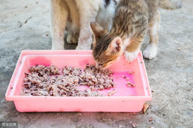 中国到底啥时候开始养猫的？我们国家狸花猫的起源在哪里？