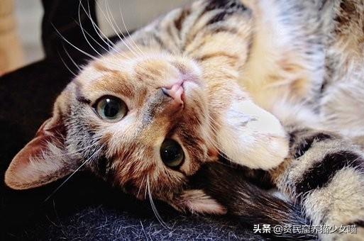 新手养猫不迷路，给铲屎官的5条养猫纯干货，收藏备查