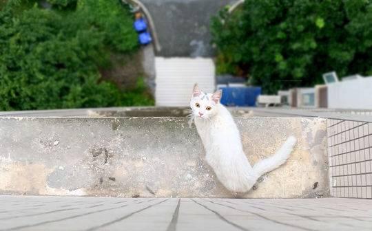 探访流浪猫救助平台“和猫住”：一年救助超300只流浪猫，背后也有纠结和痛苦