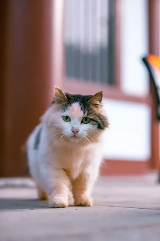 西安青龙寺的猫，印象最深的是这只“乔装”的三花猫