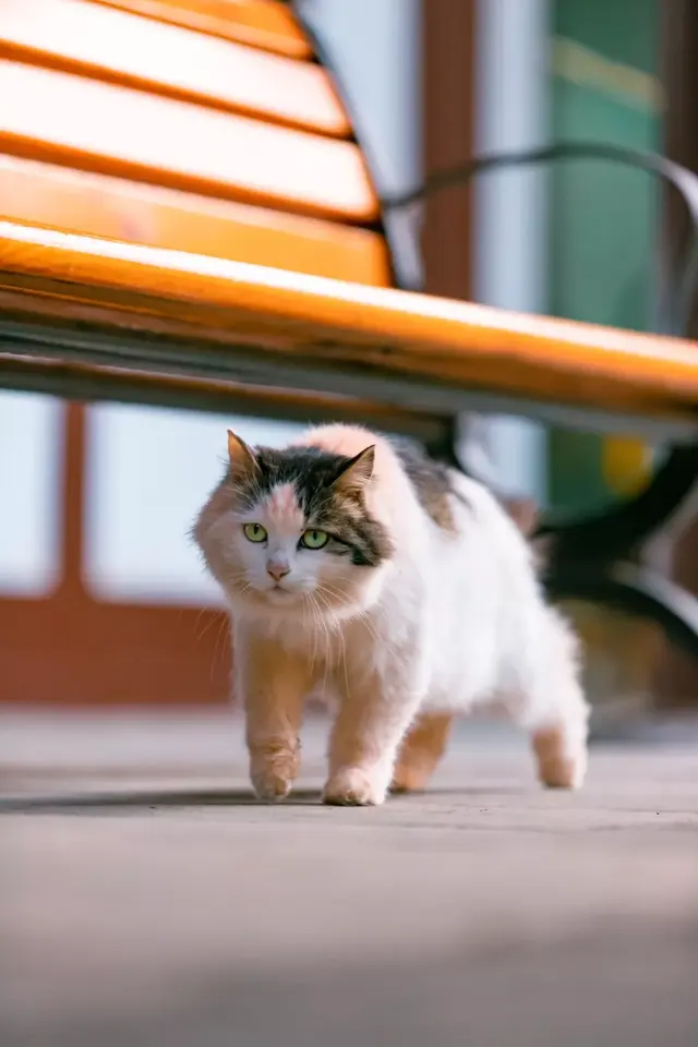 西安青龙寺的猫，印象最深的是这只“乔装”的三花猫