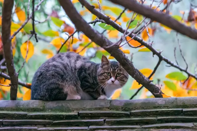 西安青龙寺的猫，印象最深的是这只“乔装”的三花猫