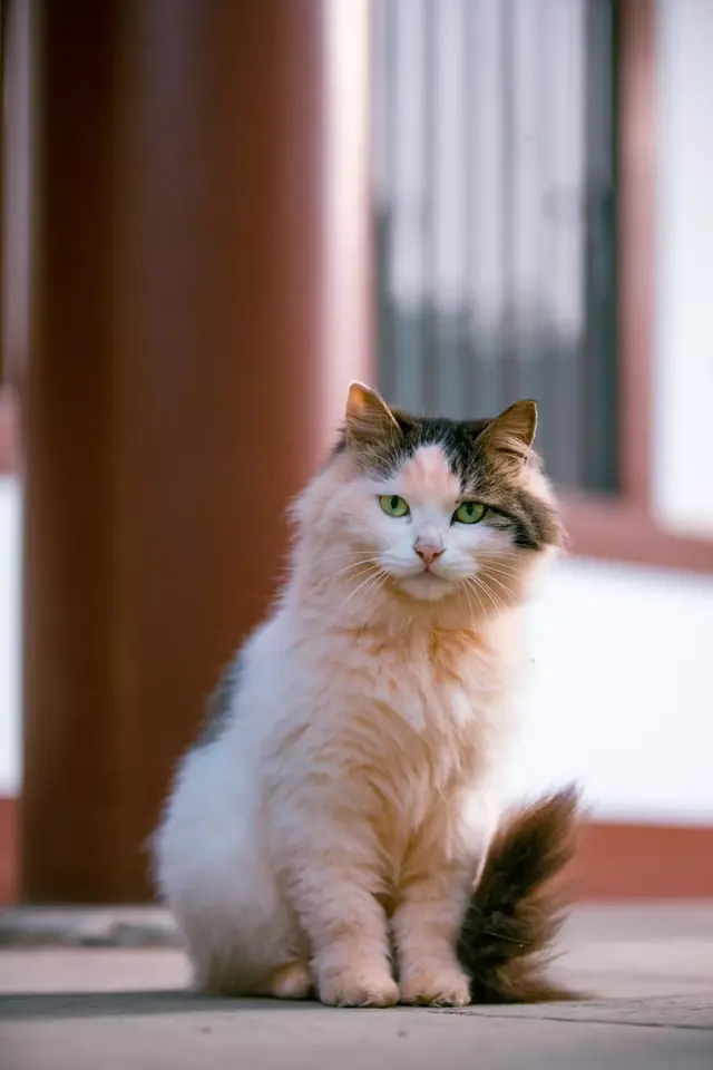 西安青龙寺的猫，印象最深的是这只“乔装”的三花猫