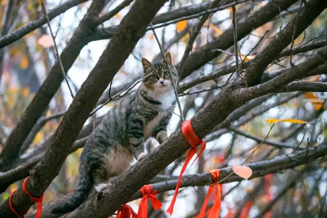 西安在哪领养猫(西安青龙寺的猫，印象最深的是这只“乔装”的三花猫)