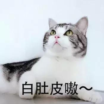 新手第一次养猫，选择英短还是美短呢？总算搞清楚了