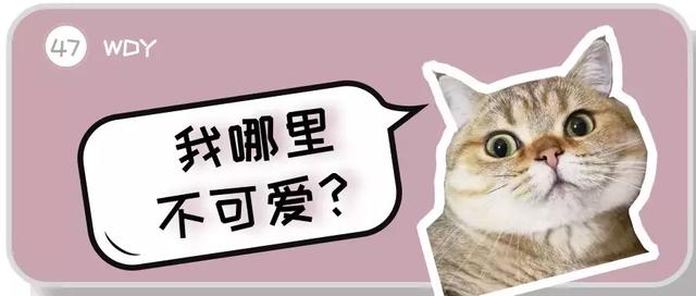 新手第一次养猫，选择英短还是美短呢？总算搞清楚了