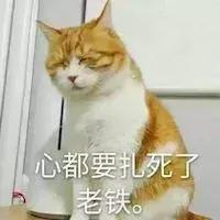 新手第一次养猫，选择英短还是美短呢？总算搞清楚了