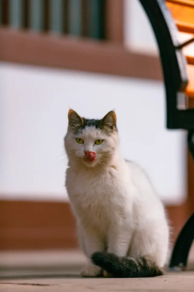 西安青龙寺的猫，印象最深的是这只“乔装”的三花猫