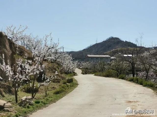 费县朱田，藏在春天里的美！