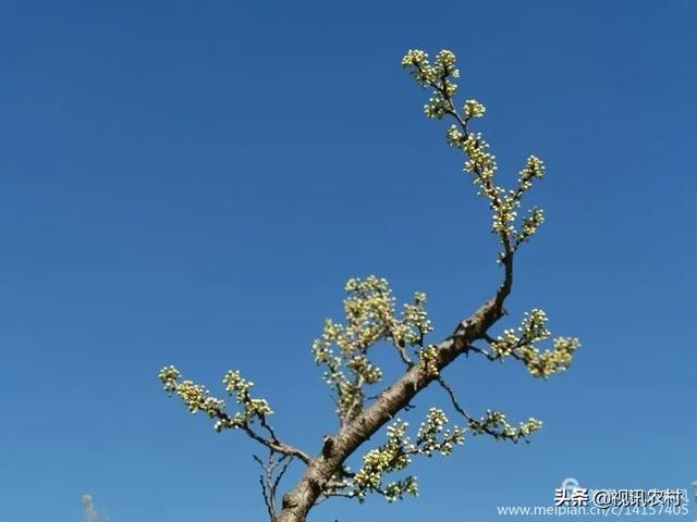 费县朱田，藏在春天里的美！