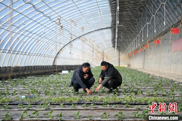 甘肃酒泉将戈壁果蔬端上“国际餐桌”