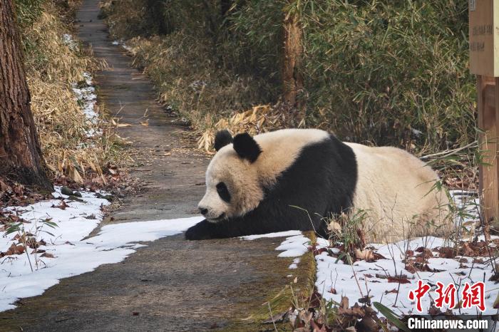 陕西佛坪国家级自然保护区巡护员一天两次偶遇大熊猫